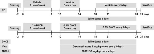 Figure 1. Experimental scheme showing the 2,4-Dinitrochlorobenzene (DNCB)-induced atopic dermatitis (AD) model. On days 0, 4, and 7, mice were sensitized with 200 and 20 μL of 1% DNCB or vehicle at their shaved back and right ear, respectively. Three days after the first sensitization, 0.3% DNCB was applied to challenge the dorsal skin (200 μL) and the right ear (10 μL) for 4 days. From day 18 onwards, 0.3% of DNCB or vehicle was applied to challenge the dorsal skin and right ear every three days until the end of experiments. AD-induced mice were co-treated with either FB801 once daily or dexamethasone every three days from day 10 onwards until the end of experiments.
