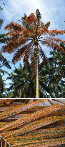 Fig. 1 (Colour online) (A) Oil palm seen with typical symptoms of orange spotting with severe crown discolouration. (B) A closer view of the affected fronds with orange spotting symptoms. (Figures courtesy of Malaysian Palm Oil Board.)