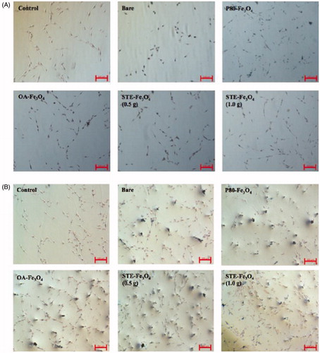 Figure 5. Prussian blue staining of C6 glioma cells indicating cellular uptake by C6 glioma cells at (A) 6 and (B) 12 h, respectively for control, bare and coated nanosystems (Scale bar = 100 μm).