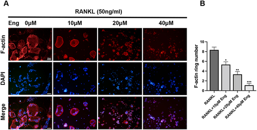 Figure 2 Eng inhibited the formation of F-actin. (A) RAW264.7 cells were treated with RANKL (50 ng/mL) and various concentrations of Eng (0, 10, 20, 40 μM) for 5 days. After fixing and permeabilizing the cells, F-actin was stained with phalloidin, and the nucleus was stained with DAPI. Representative images of osteoclasts with actin ring (in red) and cell nuclei (in blue) were obtained using a fluorescence microscope. Scale bar = 300 μm. (B) Quantification of F-actin ring number per osteoclast. These data are expressed as mean ± SD. n = 3, *P < 0.05, **P < 0.01 and ***P<0.001 vs RANKL-induced group.