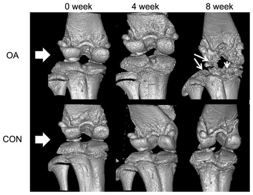 Figure 5 Representative radiological results in osteoarthritic (OA group) and normal (CON group) knee joints at 0, 4, and 8 weeks (white arrowhead, bone erosion and osteophyte formation).Abbreviations: OA, osteoarthritis; CON, control group.