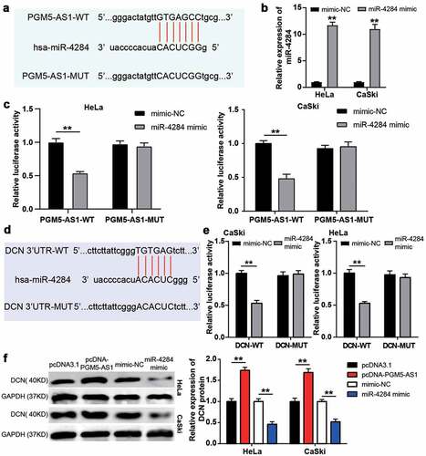 Figure 4. PGM5-AS1 upregulated DCN expression by sponging miR-4284 in CC cells. (a) The binding site between PGM5-AS1 and miR-4284. (b) qRT-PCR identified the transfection efficiency of miR-4284 mimic in CC cells. mimic, miR-4284 mimic. **P < 0.001 vs. mimic-NC. (c) The luciferase assay measured the luciferase activity in transfected CC cells. WT, wild type. MUT, mutant. mimic, miR-4284 mimic. **P < 0.001. (d) The binding site between DCN and miR-4284. (e) The luciferase assay measured the luciferase activity in transfected CC cells. WT, wild type. MUT, mutant. mimic, miR-4284 mimic. **P < 0.001. (f) Western blotting detected the expression of DCN protein in transfected CC cells. mimic, miR-4284 mimic. **P < 0.001.