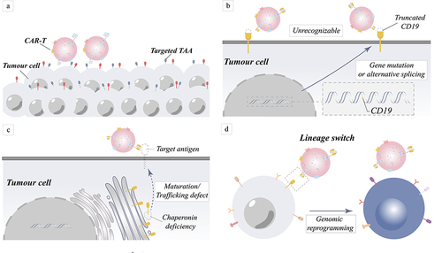 Figure 3 Mechanism of tumor relapse in target antigen-negative tumors caused by target antigen positivity and target antigen loss. (a) Fewer CAR-T cells may be responsible for tumor cell resistance to treatment. (b) Due to gene mutations or variable splicing, target antigens become unrecognized. (c) The absence of chaperone proteins results in improper protein maturation and membrane transport, which manifests as antigen loss. (d) Rearrangement of genes causes rearrangement of intracellular proteins, result in the loss of the target antigen.