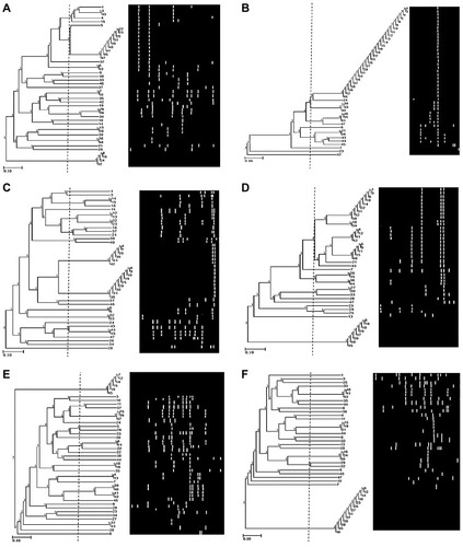 Figure 1 Dendrogram of 44 P. aeruginosa isolates using UPGMA algorithm and Dice coefficient for D-10514 primer (A), D-14603 primer (B), OP-13 primer (C), OPA-02 primer(D), P-640 primer (E), and AP3 (F). Patterns are schematically represented.