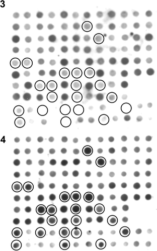 Figs 3, 4. Results of differential screening. Two identical membranes blotted with PCR-amplified cDNA sequences from the subtracted library were detected with probes constructed from gametophyte (Fig. 3) or carposporophyte cDNA fragments (Fig. 4). Circles indicate spots showing stronger signal intensity in response to the carposporophyte cDNA probe.