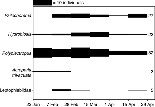 Figure 5  Numbers of adult insects caught in Malaise traps at all intermittent sites (INT1–3) between 22 January and 29 April 2007. Water flow ceased about 7 January, and surface pools disappeared between 22 January and 7 February. Bar height is proportional to numbers of adults caught. Numbers to the right of the bars indicate total numbers of each taxon. Leptophlebiid mayflies could not be identified further because of damage.
