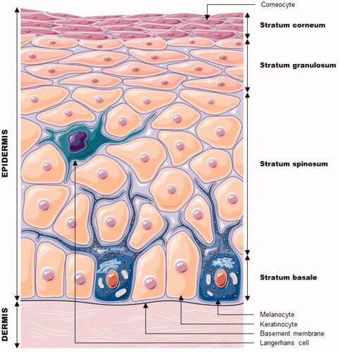 Figure 1. Cell layers and cells making up the epidermis. Modified from Servier Medical Art, licensed under a Creative Commons Attribution 3.0 Generic License. http://smart.servier.com/.