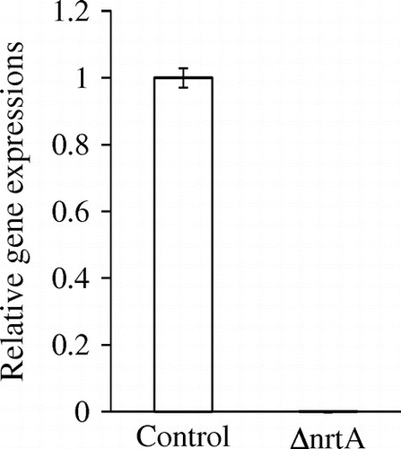 Fig. 3. Comparison of nrtA gene expression by real-time PCR.