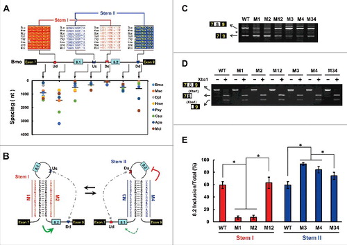 Figure 2. Dual RNA pairing controls alternative exon 8 inclusion in Bombyx mori MRP1. (A) Genomic organization of B. mori (Bmo) MRP1. The upstream docking site (Ud), upstream selector sequence (Us), downstream docking site (Dd), and downstream selector sequence (Ds) are indicated. Above are sequences of consensus intronic elements in Lepidoptera species (for abbreviations used, see Table S1), with spacings as indicated (nt) below. Color shading indicates the most common nucleotide at each position. (B) Predicted RNA pairing of B. mori MRP1 pre-mRNA. Mutations introduced into the dsRNA stem are indicated on the left or right as mutated sequences (M1–M4). The RNA pairings for other Lepidopteran species are shown in Fig. S3. The gray dashed arrow represents potential RNA-RNA interaction. The green arrow depicts activating the inclusion of the proximal exon while the dashed arrow indicates the potential activation. (C) The effects of mutations on the exon 8 inclusion, including disruptive single mutations (M1–M4) and compensatory double mutations (M12 and M34). WT, wild type. RNA for RT-PCR was isolated from silkworm cells that were transiently transfected with the plasmids indicated. The band marked with an asterisk (*) is a non-specific RT-PCR product. (D) Effects of mutations on exon 8.1 and exon 8.2 selection. The PCR lanes represent a single band cut from panel C, containing exon 8. Exon 8.2-specific restriction digestion was performed to determine the frequency of exon 8.2 utilization. (E) Effects of dual RNA pairings on exon 8 selection in B. mori. The exon 8.2 selection frequency was quantified based on the data in panels C and D (exon 8.2 inclusions/total inclusions). Data are expressed as a percentage based on the mean ± SD of 3 independent experiments. *P < 0.05 (Student's t-test).
