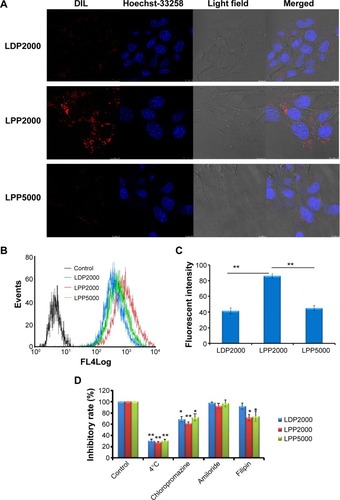 Figure 2 (A) Uptake of DiI-loaded nanoparticles by 4T1 cells was investigated qualitatively by CLSM. Scale bars represent 10 μm. (B, C) Uptake of DiI-loaded nanoparticles by 4T1 cells was investigated qualitatively by FCM. (D) The endocytosis inhibition assay on 4T1 cells is shown.Notes: For uptake evaluation, 4T1 cells were treated with DiI-loaded PEGylated nanoparticles for 4 hours before measurements. For endocytosis inhibition assay, after pre-incubation with different inhibitors for 30 minutes, cells were treated with DiI-loaded PEGylated nanoparticles for another 4 hours (n=3). * and ** indicate P<0.05 and P<0.01 versus the control group.Abbreviations: CLSM, confocal laser scanning microscopy; FCM, flow cytometry.