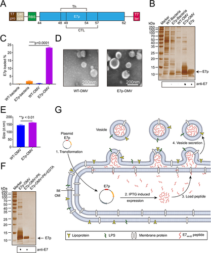 Figure 1 The HPV cancer peptide antigen E7p can be easily and efficiently loaded into the bacterial OMVs.