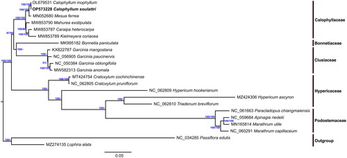 Figure 3. Maximum likelihood (ML) phylogenetic tree and Bayesian inference tree of C. soulattri and other Clusioid species from the order Malpighiales based on the whole chloroplast genome sequence with L. alata and P. edulis as outgroup. Values on the right represents bootstrap support from Maximum Likelihood analysis while on the left represents Bayesian posterior probabilites. The species shown in bold font is newly sequenced in this study. The following sequences were used: C. inophyllum OL679531, M. ferrea MN052680 (Wang et al. Citation2019), Bonnetia paniculata MK995182 (Jin et al. Citation2020), Garcinia mangostana KX822787 (Jo et al. Citation2017), G. paucinervis MT501656 (Wang et al. Citation2021), G. oblongifolia MT726019 (Ma et al. Citation2020), G. anomala MW582313 (Yue and Shi Citation2021), Caraipa exstipulata MW853790 (Trad et al. Citation2021), Kielmeyera coriacea MW853789 (Trad et al. Citation2021), C. heterocarpa MW853787 (Trad et al. Citation2021), Apinagia riedelii MN165812 (Bedoya et al. Citation2019), Marathrum utile MN165814 (Bedoya et al. Citation2020), M. capillaceum MN165813 (Bedoya et al. Citation2020), Paracladopus chiangmaiensis MZ645928 (Wu et al. Citation2022), Hypericum ascyron MZ424306 (Claude et al. Citation2022), Triadenum breviflorum MZ714016 (Sudmoon et al. Citation2022), H. hookerianum MZ714015 (Sudmoon et al. Citation2022), Cratoxylum pruniflorum MZ703416 (Sudmoon et al. Citation2022), C. cochinchinense MT424754 (Huang et al. Citation2019), Lophira alata MZ274135 (Mascarello et al. Citation2021), and NC_034285 Passiflora edulis (Cauz-Santos et al. Citation2017). NCBI accession numbers are given for Genbank sequences.