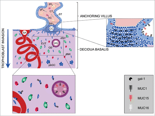 Figure 1. Schematic representation of the localization of mucins and galectin-1 at the feto-maternal interface. Distribution of the mucins and gal-1 expressed at the site of trophoblast invasion during the first trimester of pregnancy, and in the anchoring villi that are attached to the decidua basalis. bm, basement membrane; CC, cell column; CT, cytotrophoblast; dNK, decidual natural killer cell; dSC, decidual stromal cell; EVT, extravillous trophoblast; GE, glandular epithelium; HC, Hofbauer cell; pbGC, placental bed giant cell; pF, placental fibroblast; pV, placental vessel; SA, spiral artery; ST, syncytiotrophoblast; UG, uterine gland.