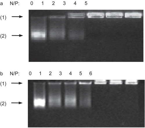 Figure 1.  Gel retardation assay of the DNA/chitosan complexes. Complexes containing 2 μg of salmon testes DNA were analyzed by 1% agarose gel electrophoresis at various N/P ratios: (A) DNA/chi-87K complexes, (B) DNA/chi-18K complexes. Arrows indicate: (1) loading position, (2) unretarded DNA.