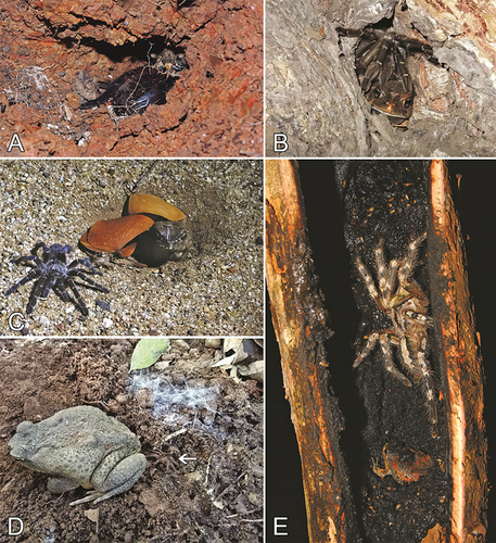 Figure 4. Associations between tarantulas and anurans, continued. A. Sericopelma sp. and Engystomops pustulosus, nr. La Soledad, Veraguas Province, Panama. B. Pterinochilus sp. and Sclerophrys sp., Mana Pools NP, Zimbabwe. C. Ceratogyrus darlingi and Sclerophrys sp., South Africa. D. Orphnaecus sp., juvenile (marked with an arrow, the adult female not in the frame), and Rhinella marina, Sison, Pangasinan, Philippines. E. Poecilotheria fasciata and Uperodon taprobanica, Eluwankulama, Puttalam, Sri Lanka. E reproduced from Karunarathna et al. (Citation2012). Photo credits: Martin Hüsser (A), Delwin Eggers (B, C), Darrell Camacho (D), and Suranjan Karunarathna (E).