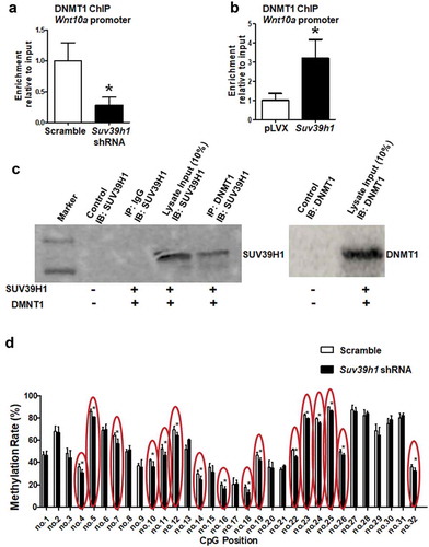 Figure 8. H3K9 methylation status affects recruitment of DNMT1 to the Wnt10a promoter. Suv39h1 knockdown decreased (a), while Suv39h1 overexpression (b) increased DNMT1 recruitment at the Wnt10a promoter in 3T3-L1 preadipocytes. 3T3-L1 preadipocytes were infected with Suv39 h1 shRNA lentivirus or overexpression lentivirus, selected with puromycin and differentiated as described in the Methods. DNMT1 binding to the Wnt10a promoter was assessed by ChIP assays with an anti-DNMT1 antibody. All data are expressed as mean ± SEM. *p < 0.05 vs. scramble control or pLVX control. (c) Immunoprecipitation of DNMT1 pulls down the SUV39 H1 protein. Immunoprecipitation and immunoblotting were conducted as described in the Methods. 10% Input: without IP, SUV39H1 (left blot) or DNMT1 (right blot) immunoblotting only. (d) Suv39h1 knockdown decreases CpG site methylation rate at the Wnt10a promoter. CpG methylation was measured by pyrosequencing analysis as described in the Methods. All data are expressed as mean ± SEM. *p < 0.05 vs. scramble control