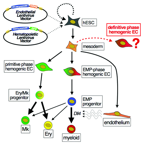 Figure 1. Human embryonic stem cells recapitulate distinct waves of developmental hemogenesis. A dual reporting transgenic hESC line was generated using promoter fragments that are specifically activated in endothelial (VE-cadherin) or early hematopoietic (CD41a) cells. Monitoring of reporter activity and single cell lineage tracking identified distinct waves of primitive hemogenic ECs that were biased to erythroid and megakaryocytic fate, and later stage erythroid/myeloid progenitors (EMPs). Expression of Dll4 on vascular feeder cells specifically promoted myelopoiesis from multipotent EMPs. The capacity for hESCs to generate hemogenic ECs with definitive potential remains to be determined.