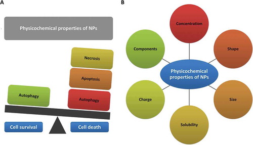 Figure 1. NPs, based on their doses and physico-chemical characteristics, can modulate different cell fates including necrosis, apoptosis, and autophagy. (a) Nanoparticles can induce cell death or foster cell survival. (b) Physicochemical properties of nanoparticles affect cell fate.