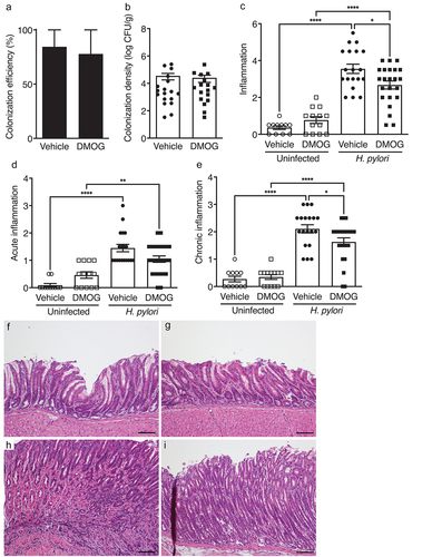 Figure 2. DMOG reduces H. pylori-induced inflammation in vivo. mice were treated with vehicle (N = 30) or DMOG (N = 36) and then challenged with or without H. pylori. Colonization efficiency (a) and colonization density (b) are shown. Total gastric inflammation (c), acute inflammation (d), and chronic inflammation (e) were quantified and representative H&E images from uninfected mice treated with vehicle (f) or DMOG (g) and H. pylori-infected mice treated with vehicle (h) or DMOG (i) are shown at 200X and scale bars represent 100 µm. Open symbols: uninfected mice; closed symbols: H. pylori-infected mice. Circles: vehicle-treated; squares: DMOG-treated. Unpaired parametric t-test (b) and one-way ordinary ANOVAs with Sidak multiple comparison test (c-e) were used for statistical analyses and standard error of the mean is shown. ****, P < .0001; **, P < .01; *, P < .05.