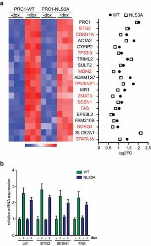 Figure 4. Activation of p53-target genes by PRC1 a) Heatmap and Log2-fold changes of the top 20 differentially expressed genes. 10 out of 20 genes are bona-fide p53-target genes and are highlighted in red. b) Validation of activation of p53-target genes by PRC1. PRC1 was induced by the addition of doxycycline. Expression of the indicated genes was analyzed by RT-qPCR.