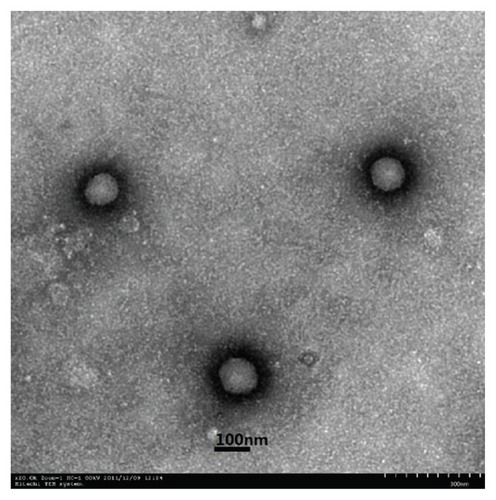 Figure 1 Transmission electron microscopic (TEM) images of SA-R8-Ins-SLNs.Abbreviation: SA-R8-Ins-SLNs, insulin solid lipid nanoparticles modified with stearic acid–octaarginine.