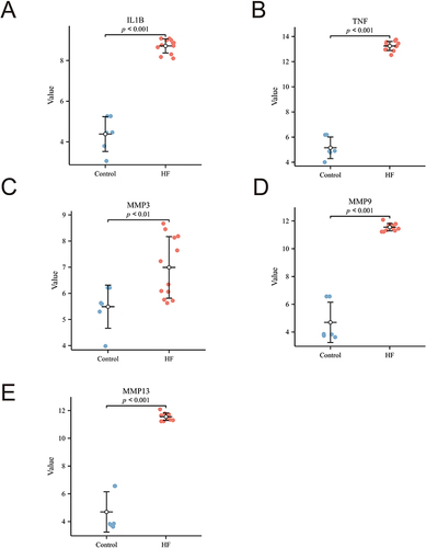 Figure 5 “Core DEGs” Difference Group Comparison Chart. (A) IL-1β; (B) TNF-α; (C) MMP3; (D) MMP9; € MMP13.