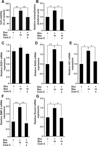 Figure 7 AMPK mediates the effects of resveratrol on dexamethasone-induced cytotoxicity. MC3T3-E1 cells were treated with dexamethasone, resveratrol or combined with an AMPK inhibitor (compound C (Com (C)), and the cell viability (A), and mineralized matrix (B) measured. Cells were treated as in panel A, and mRNA expression of SOD1 (C), SOD2 (D), HO1 (E), BMP-2 (F) and Runx2 (G) was measured by a real-time RT-qPCR analysis. Data are the mean ± SD, *p<0.05, **p<0.01.