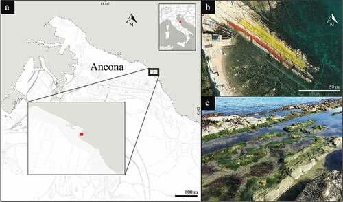 Figure 1. Map of the study area. (a) The exact location in Ancona and Italy of the study area. (b) Aerial view of the rocky tide pools system: areas investigated where pools form are highlighted in yellow (northern crevice) and in red (southern crevice). (c) View of the rocky pools formed on the northern crevice. Image b copyrights to Apple, California.