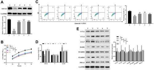 Figure 7 Combination therapy of FU and OXA inhibited the malignant biological behavior of HCT116 cells by downregulating PD-L1 via miR-183-5p/SOCS3 axis. (A and E) Western blotting was used to detect the expression of SOCS3, CCL1, CCL4, CCL7, EGFR, STARD1, STARD3 and PD-L1. (B) CCK-8 assay was employed to measure the proliferation of HCT116 cells. (C and D) Flow cytometry was performed to assess the apoptosis and cell cycle of HCT116 cells. **P<0.01, ***P<0.001, vs. control group; ∆P<0.05, ∆∆P<0.01, ∆∆∆P<0.001, vs. si-SOCS3 group. 1: control group; 2: si-SOCS3 group; 3: si-SOCS3 + miR-183-5p inhibitor group; 4: si-SOCS3 + si-PD-L1 group; 5: si-SOCS3 + FU + OXA group.