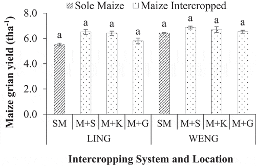 Figure 4. Grain yield of maize among the different maize-legume intercropping systems. Within each location, values followed by different lower-case alphabetical letter represent significant differences between treatments at 5% significance level. Error bars indicate the standard error of three replicates. LING; LIngmethang, WENG; Wengkhar, SM; sole maize, M+S; maize-soybean, M+K; maize-kidney bean and M+G; maize-groundnut.