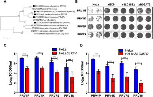 Figure 5. Role of HS in facilitating infection by multiple genetically diverse PRV species. (A) Phylogenetic analysis of PRV and MRV S1 genes. Phylogenetic tree was built using neighbour joining method with 1000 bootstrapping. Filled circles indicate the PRV species used in this study. (B) The syncytia formation of PRV2P, PRV3M, PRV4K and PRV7S infected HeLa, HeLaΔEXT-1, HeLaΔSLC35B2 and HeLaΔB3GAT3. At 48 hpi, the cells were fixed with 4% paraformaldehyde and stained with 0.2% crystal violet. Susceptibility of (C) HeLaΔEXT-1 and (D) HeLaΔSLC35B2 to PRV1N, PRV2P, PRV4K and PRV7S infection. The virus titres were determined at 48 hpi by end-point dilution. All experiments were repeated for at least two biological replicates. Asterisks indicate statistically significant differences (*P < 0.05; **P < 0.01; ***P < 0.001). Error represent means ± standard error.