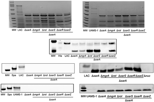 Figure 8. Relative impact of regulatory loci on protein abundance. Top: SDS-PAGE of conditioned medium (CM) from LAC (left), UAMS-1 (right), their isogenic sarA mutants, and isogenic sarA mutants with additional mutations in the genes encoding each of the other regulatory proteins examined in this study. Bottom: Western blots of CM from the same strains using antibodies for alpha toxin (Hla, top), protein A (Spa, left), and Nuc1 (right). Purified alpha toxin (Hla) was included as a control for alpha toxin blots (UAMS-1 does not produce alpha toxin), while protein A and nuc1 mutants (Δspa and Δnuc1, respectively) were included as controls for the protein A and Nuc1 blots