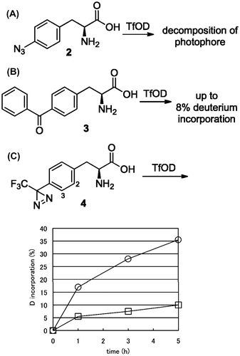 Fig. 2. H/D exchange of photophore containing aromatic α-amino acid.Notes: (A) l-Phe(4-azido) (2), (B) l-Phe(4-benzoyl) (3), and (C) l-Phe(4-TFMD) (4) at 0 °C.Time-course H/D exchange ratio for 2- and 3- position of compound 4 was presented by open square and circle, respectively.