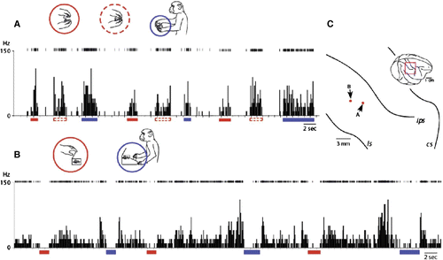 Figure 4.  Late functional equivalence process or preliminary process for establishment of stimulus equivalence among action semantics. A: A representative example of inferior parietal neurons that discharged equally to different actions embedded in the same behavioural context. In this condition, the container was sealed with a lid after the experimenter put a piece of food in it, and then handed to the monkey, which then removed the lid, grabbed the reward from inside, brought it to its mouth and ate it. This neuron discharged when the monkey observed the experimenter either opening (red bars under the abscissa, and red circle in the inset) or closing (red dashed bars under the abscissa, and red dashed circle in the inset) the container and also when the monkey opened the container (blue underline and circle). B: In this condition, the container could be opened using either of two distinct actions—by pushing a button at its base or by pulling up the lid. To teach the monkeys to push the button, the experimenter guided the monkeys’ hand to push the button for several times. Then they gradually learned to push the button to get food items inside within a day. A representative example of neurons in which spontaneous discharges were inhibited equally when the monkey observed the experimenter opening the container by lifting its lid (red bars under the abscissa, and red circle in the inset) and also when the monkey pushed the lid-opening button on the device on which the container was placed (blue underline and circle). C: Neural recording sites. The red dots indicate the electrode tracts from which the neurons depicted in A and B, respectively, were recorded.