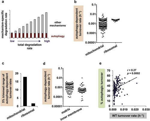 Figure 2. Mitochondrial autophagy is protein selective. (a) Classical model of mitochondrial protein turnover. The total turnover rate of each mitochondrial protein is the sum of its turnover rate via autophagy (presumed to be the same for all proteins) and its turnover rate via non-autophagic mechanisms (different from protein to protein). The turnover rate via non-autophagic mechanisms is the sum of turnover by mitochondrial proteases, the ubiquitin-proteasome system, mitochondria-derived vesicles and any other non-autophagic degradation processes. Note that long-lived proteins are those with low total turnover rates. (b) Autophagy-dependent turnover rates (h−1) for individual mitochondrial and ribosomal proteins. (c) Mitochondrial proteins have a large range of autophagy-dependent turnover rates, but cytosolic ribosomal proteins do not. The 5% trimmed ranges (95th/5th percentile values) are displayed; the full ranges were 253.4-fold for mitochondrial proteins and 2.0-fold for ribosomal proteins. (d) Autophagy-dependent turnover rates of individual mitochondrial proteins vary substantially even within a specific region of the mitochondrion, including matrix (5% trimmed range 17.2-fold, n  =  95) and inner membrane (IM; 5% trimmed range 24.7-fold, n  =  72). (e) Percent autophagic turnover correlates positively rather than negatively with WT turnover rate (h−1).