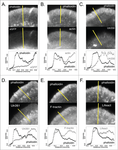 Figure 3. Intensity plot profiles of actin probes and phalloidin in DrosophilaS2 cells on ConA Comparison of intensity profiles across lines (shown in yellow) for Alexa 564 phalloidin (top) and eGFP actin reporters (bottom) in fixed S2 cells on ConA. (A) eGFP, (B) eGFP-actin, (C) Utr230-eGFP, (D) Utr261-eGFP, (E) F-tractin-eGFP and (F) Lifeact-eGFP.