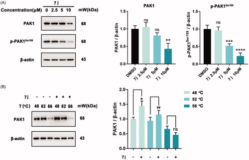 Figure 4. 7j inhibited PAK1 activity in MDA-MB-231 cells. (A) Western blot analysis of PAK1, p-PAK1Ser199 in MDA-MB-231 cells treated with 2.5, 5, 10 µM of 7j for 48 h. Relative PAK1 and p-PAK1Ser199 expression levels were quantified by normalisation to β-actin. **p < .01, ***p < .001 and ****p < .0001, compared to DMSO treated Control. (B) CETSA assay of PAK1 after 7j treatment. Relative PAK1 expression levels were quantified by normalisation to β-actin. *p < .05, compared to DMSO treated Control at 48 °C. ##p < .01, compared to DMSO treated Control at 52 °C.