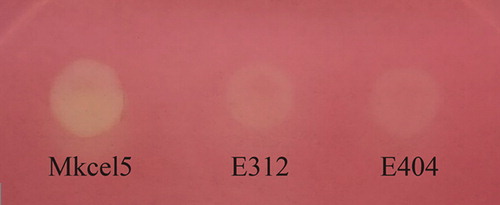 Figure 2. Hydrolytic halos formed on CMC plates by MkCel5, E312 and E404 were observed with Congo red staining.