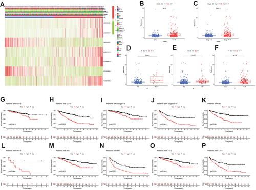 Figure 5 The associations between the risk score and different clinicopathological features. (A) Heatmap graphically illustrates the relationships between the expression levels of the 7 FRLs and clinicopathological features. (B–F) Clinicopathological characteristics (Grade, Stage, N-staging, M-staging and T-staging) of patients with different risk scores. Chi-square test was applied to determine whether the correlations between clinical features and risk score were statistical significance. (G–P) Kaplan-Meier curves of OS between every two groups stratified by Grade (Grade 1-2 or Grade 3-4), Stage (Stage I–II or Stage III–IV), N-staging (N0 or N1-3), M-staging (M0 or M1) and T-staging (T1-2 or T3-4). **p < 0.01, ***p < 0.001.