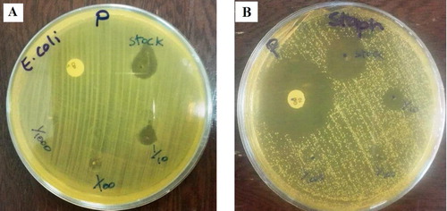 Figure 7. Antibacterial activity of AgNPs against (a) Gram negative (E. coli), (b) Gram positive (S.aureus) in different solutions.