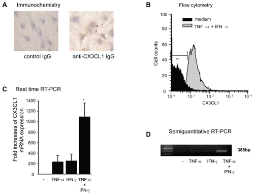 Figure 2 Cell surface expression and mRNA expression of CX3CL1 in RA OBs. (A) Representative photomicrographs showing the immunohistochemical localization of antigenic CX3CL1 in RA OBs stimulated with TNF-α (20 ng/mL) and IFN-γ (1000 U/mL) for 24 h (original magnification, 400×). (B) Flow cytometric analysis of the level of CXC3L1 expression. Cultured OBs from RA patients were incubated for 24 h with TNF-α (20 ng/mL) and IFN-γ (1000 U/mL). (C) Real-time RT-PCR analysis of CX3CL1 mRNA expression in RA OBs. Cultured OBs from RA patients were incubated for 4 h with TNF-α (20 ng/mL) and IFN-γ (1000 U/mL). Data are means ± SEM of 3 independent experiments. *p < 0.05 vs control medium. (D) Representative agarose gel analysis of CX3CL1 semiquantitative RT-PCR products.