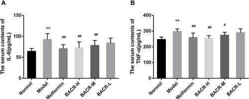 Figure 5 Effect of BACR on the levels of TNF-α (A) and IL-6 (B) in the serum. Metformin group: 320mg/kg; BACR-H group: 120mg/kg; BACR-M group: 60mg/kg; BACR-L group: 30mg/kg. Data are presented as the mean ± SD (n = 10). **P< 0.01 vs Normal control group. #P < 0.05 or ##P<0.01 vs Model control group.