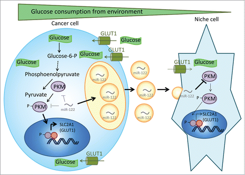 Figure 1. Schematic representation of the secretion of miR-122 in exosomes by cancer cells. The export of miR-122 allows cancer cells to increase their glucose uptake by enhancing GLUT1 expression to support cancer cell growth, while simultaneously suppressing glucose uptake in niche cells. Bold arrows represent the favored pathway.