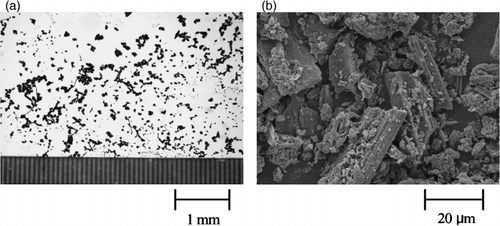 Figure 1  (a) Stereomicroscopic and (b) scanning electron microscopic images of the < 1.6 fraction isolated from soil sample No. 1.