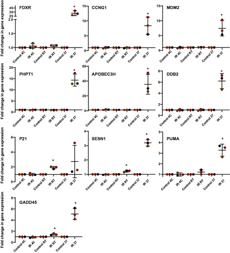 Figure 3. Transcriptional response of 10 biomarkers to ionizing radiation in human blood after 24 h incubation at 4 °C, room temperature (22 °C) and 37 °C after exposure. Blood from healthy volunteers (n = 3) was exposed to a single 2 Gy X-ray dose (0.5 Gy/min). The data are presented as mean values ± standard deviation (SD). Statistical analyses were performed in log-transformed data. The presence of an asterisk (*) indicates a significant difference (paired T test, p≤.05) with each control group. IR: ionizing radiation; RT: room temperature.