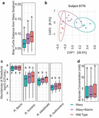 Figure 5. Wild type starch restored microbiome features in waxy sorghum, and wild type starch shows dose-dependent effects on bacterial composition and function. (a) Box plot of Bray–Curtis distances between each group to waxy sorghum group; data were analyzed via a Kruskal–Wallis test followed by post hoc pairwise multiple comparisons using Dunn’s test with FDR corrections. (b) Canonical analysis of principal coordinates (CAP) plot based on Bray–Curtis distance showing the overall microbiome composition difference across three substrate groups in subject S766 (see Supplemental Figure 3 for additional analyses on Bray–Curtis distance of samples from other subjects). (c) Box plots of the absolute abundance of different Roseburia species as measured by qPCR in three treatments; data were analyzed via rANOVA followed by FDR correction. (d) Box plots of concentration of butyrate in three treatments; data were analyzed via rANOVA followed by FDR correction. Significant differences are denoted by different letters (p < .05). (e) Spearman’s correlations between starch doses and either the concentrations of butyrate, the abundances of selected genera, or Roseburia species (FDR correction; p < .05: *).