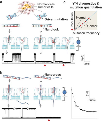 Figure 1. Single-molecule detection of cancer driver mutation by using nanolock-nanapore and nanocross-nanopore sensors. (a) Nanolock-nanopore detection of the BRAF V600E mutant allele in tumor tissue DNA sample; (b) Nanocross-nanopore detection of the BRAF V600E mutant DNA sequence. In both methods, the non-covalent nanolock (a) or covalent nanocross (b) is constructed only on the mutant•probe DNA complex. Their special molecular configuration changes in the nanopore produce a unique ion current signature (current blockade marked by red solid triangle), which serves as a fingerprint of a single mutant DNA molecule. For the nanocross method (b), the unique long-duration blockade by the nanocross enables multi-nanopore simultaneous detection of mutant DNA; (c) Identification of mutant fingerprints enables Yes/No early cancer diagnostics, and counting of mutant fingerprints allows quantitation of mutant frequency for personalized treatment. This figure was adapted with permission from (Wang Y, Tian K, Shi R et al. Nanolock-Nanopore Facilitated Digital Diagnostics of Cancer Driver Mutation in Tumor Tissue. ACS sensors, 2(7), 975–981 (2017)). Copyright (2017) American Chemical Society; adapted with permission from (Zhang X, Price NE, Fang X, Yang Z, Gu LQ, Gates KS. Characterization of Interstrand DNA-DNA Cross-Links Using the alpha-Hemolysin Protein Nanopore. ACS nano, 9(12), 11812–11819 (2015)). Copyright (2015) American Chemical Society; adapted from (Nejad MI, Shi R, Zhang X, Gu LQ, Gates KS. Sequence-Specific Covalent Capture Coupled with High-Contrast Nanopore Detection of a Disease-Derived Nucleic Acid Sequence. ChemBioChem, 18(14), 1383–1386 (2017)) with permission of John Wiley and Sons, Copyright (2017).