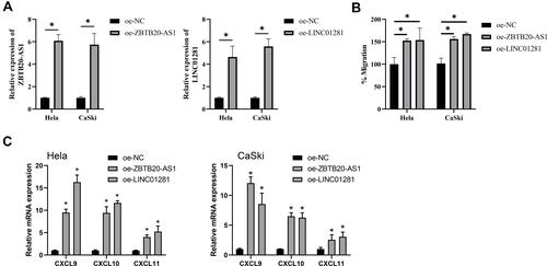 Figure 11 T cells chemotaxis assay. (A) qPCR assay verified transfection efficiency of two cervical cancer cells. Shown is the mean ± SD of experiments (n=3), *P < 0.05. (B) Transwell assay shown T cells chemotaxis. Shown is the mean ± SD of experiments (n = 3), *P < 0.05. (C) RNA expression of CXCL9, CXCL10 and CXCL11 were detected by RT-qPCR. Shown is the mean ± SD of experiments (n = 3), *P < 0.05.