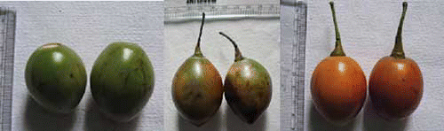 Figure 1 Different stages of maturity of Golden-Yellow variety of C. betacea fruit. (Color figure available online.)