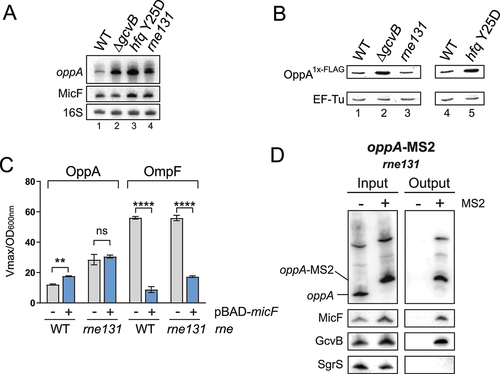 Figure 6. MicF-dependent regulation of oppA depends on oppA cellular mRNA concentration. (A) Northern blot analysis of oppA and MicF in WT, ΔgcvB, hfq Y25D and rne131 backgrounds. Samples were taken at OD600nm = 2.0. 16S rRNA was used as a loading control. The data are representative of two independent experiments. (B) Western blot analysis of the OppA1x-FLAG protein in WT, ΔgcvB, rne131, or hfq Y25D backgrounds. EF-Tu was used as a loading control. The data are representative of two independent experiments. (C) β-galactosidase assay of OppA-LacZ (left) and OmpF-LacZ (right) in ΔmicF and ΔmicF/rne131 backgrounds. Expression of micF was induced by addition of 0.1% arabinose at OD600nm = 0.5. Samples (N = 3, mean ± SD) were taken at OD600nm = 2.0. **p = 0.0029, ****p < 0.0001, ns: p > 0.05, unpaired two-tailed Student’s t test. (D) MS2 affinity purification of oppA and oppA-MS2 in a rne131 background. Cells were harvested at OD600nm = 2.0. GcvB and SgrS sRNAs served as positive and negative controls, respectively. The results are representative of two independent experiments.